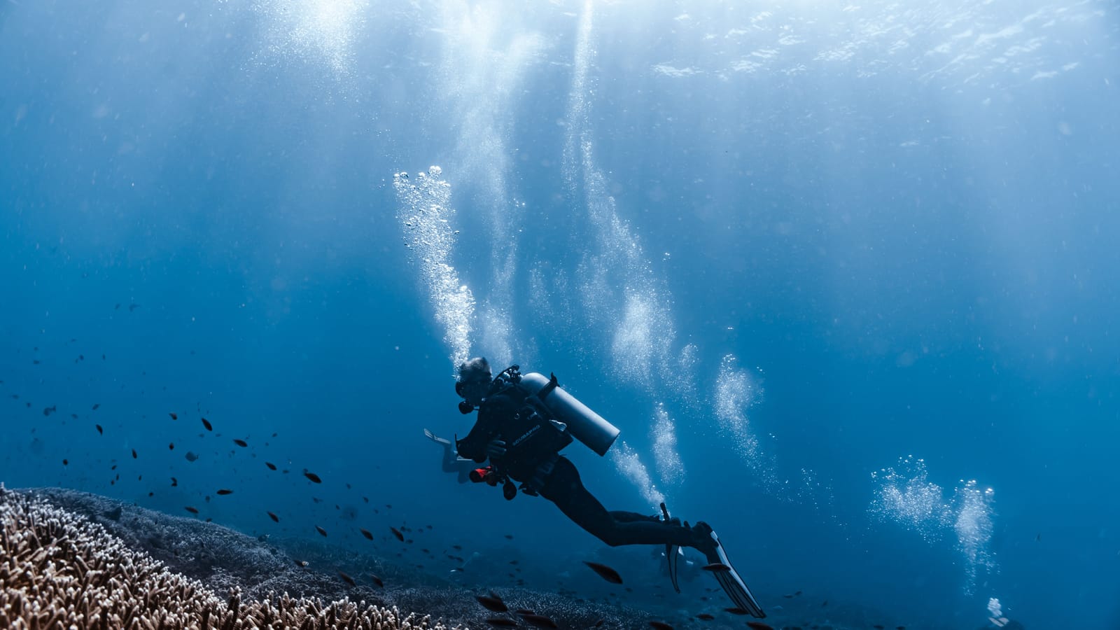 ¿Qué es el sitio de buceo SD Point en Nusa Penida?