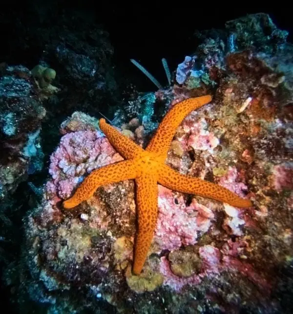 Estrella de mar naranja sobre un arrecife rocoso con algas y corales en un buceo en Nusa Penida.