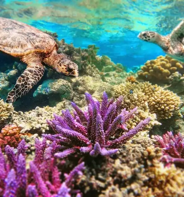 Dos tortugas marinas nadando sobre un arrecife colorido con corales púrpuras en Nusa Penida.