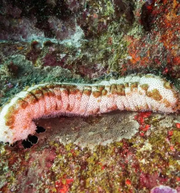 Holoturia alargada sobre roca coralina en Nusa Penida, alimentándose y desplazándose por grieta submarina.