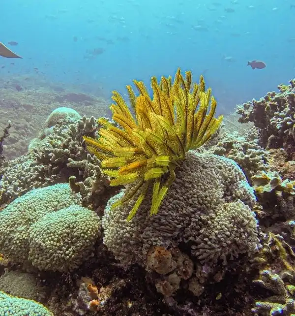 Crinoideo amarillo desplegando brazos sobre coral duro mientras peces nadan en el arrecife de Nusa Penida.