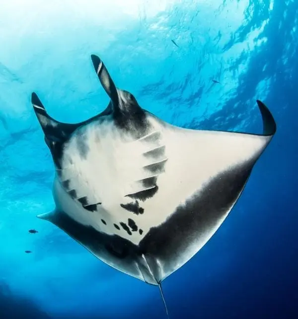 Manta gigante nadando cerca de la superficie en aguas turquesa de Nusa Penida, vista inferior con manchas negras distintivas.