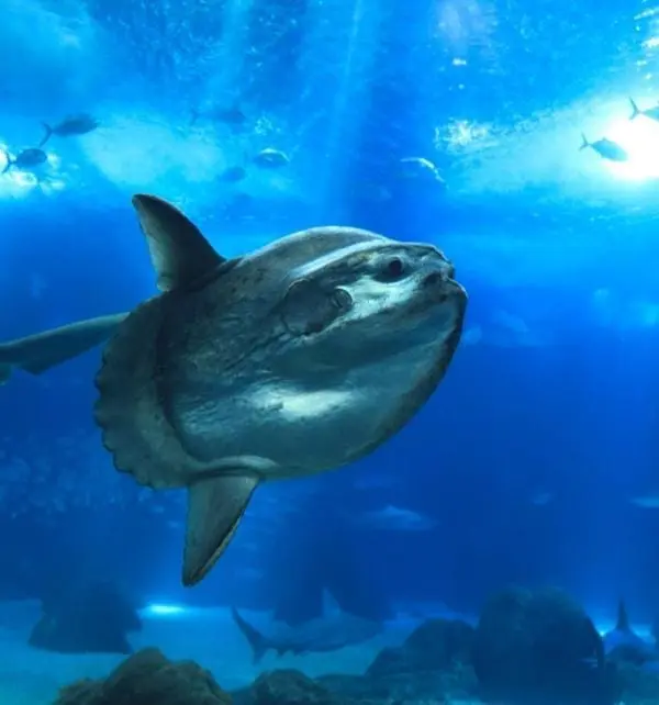 Mola mola nadando cerca del fondo marino en Nusa Penida, con peces y tiburones difuminados al fondo bajo luz azul.