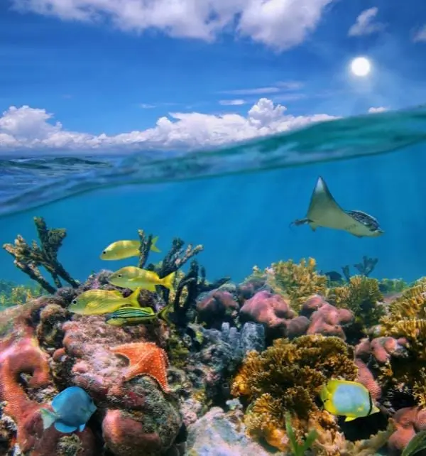 Buceadores en Nusa Penida observando un arrecife vibrante con peces amarillos, un rayo de manta y corales bajo el agua.