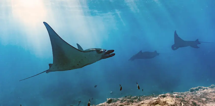 Grupo de mantarrayas nadando sobre un arrecife en Nusa Penida, iluminadas por rayos de sol que atraviesan el agua.
