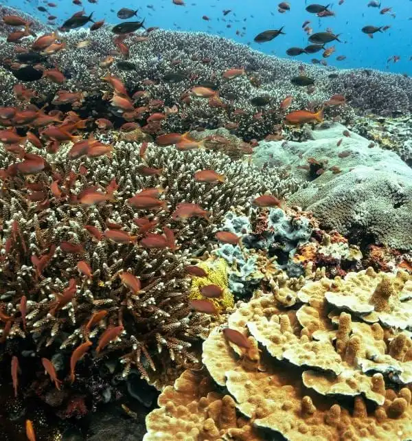 Bancos de pequeños peces naranjas nadando sobre arrecife coralino diverso en Nusa Penida, con corales ramificados y placas coloridas bajo agua clara.