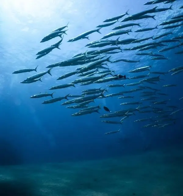 Cardumen de peces barracuda nadando en formación sobre el lecho marino en aguas de Nusa Penida.