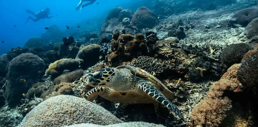 Tortuga marina sobre un arrecife de coral en Nusa Penida mientras buzos nadan en el fondo.