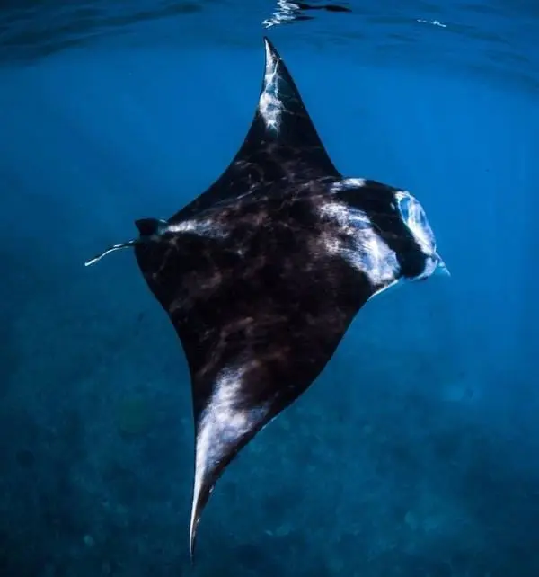 Manta gigante nadando cerca de la superficie en aguas de Nusa Penida, mostrando su oscuro lomo y aletas en forma de alas.