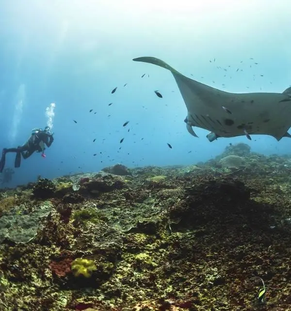 Buceador fotografiando una mantarraya gigante nadando sobre el arrecife en Nusa Penida.