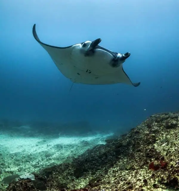Manta raya nadando sobre un arrecife rocoso en Nusa Penida, vista desde abajo mostrando sus aletas y boca ventral abierta.