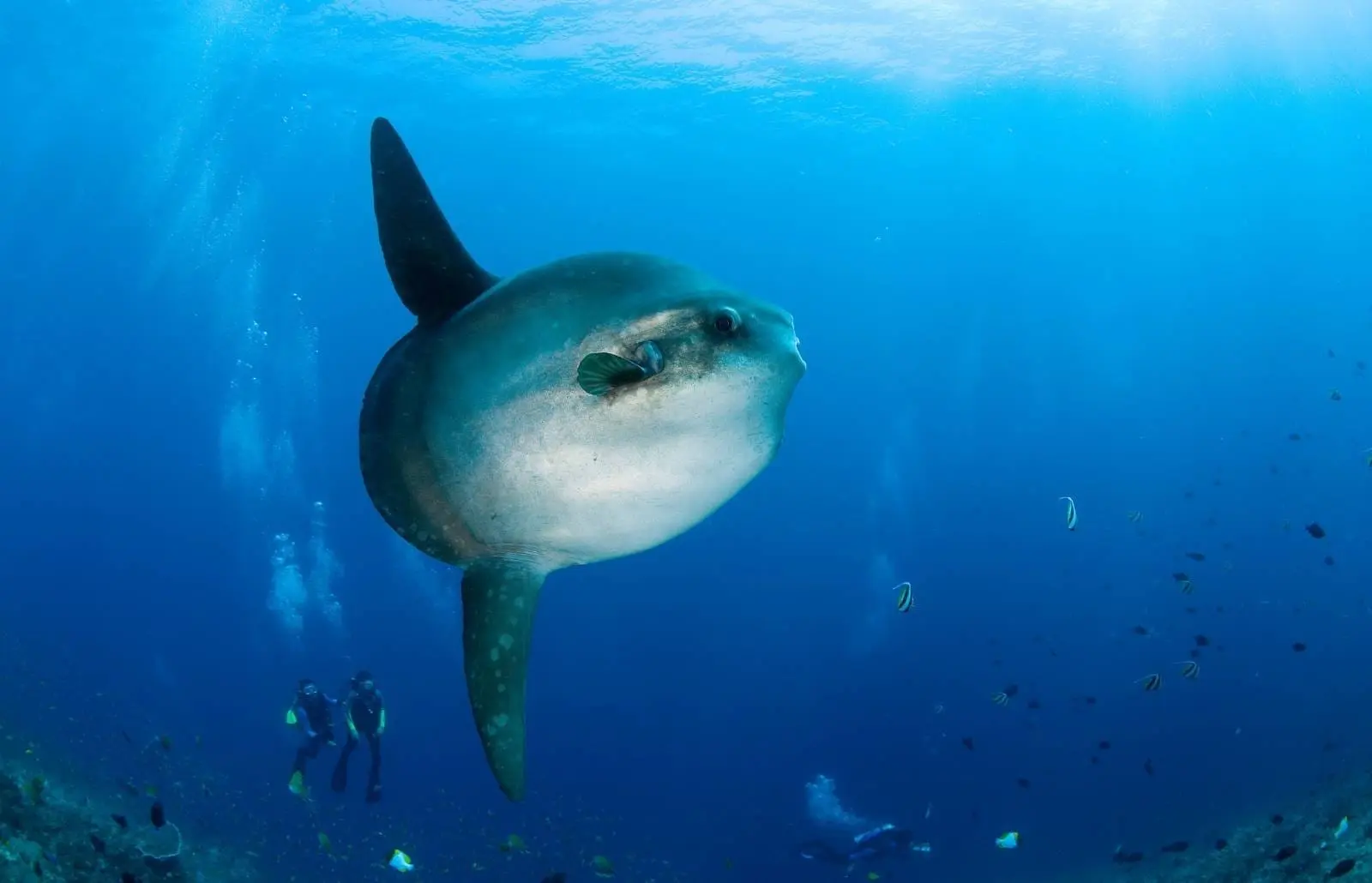 Mola mola gigante nadando cerca de dos buceadores en aguas de Nusa Penida, con peces pequeños alrededor.