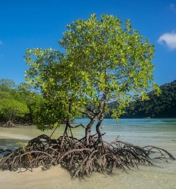 Árbol de mangle con raíces expuestas en la orilla durante la marea baja en Nusa Penida, mar turquesa y colinas boscosas de fondo