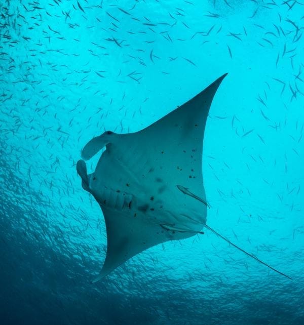 Manta gigante nadando sobre un banco de peces en aguas turquesa de Nusa Penida, vista desde abajo mostrando su vientre y cola.