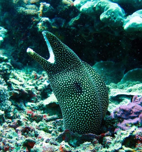 Anguila morena moteada asomando la cabeza desde un arrecife y abriendo la boca mientras nada cerca de Nusa Penida.