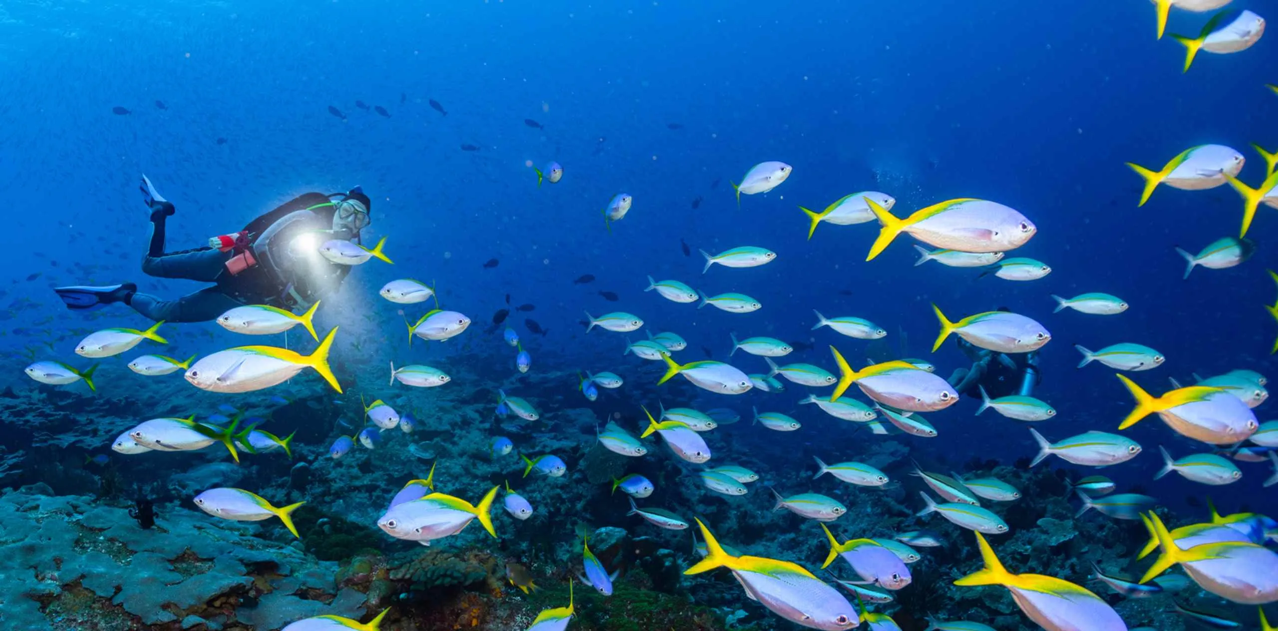 Buzo en Nusa Penida iluminando un banco de peces de cola amarilla mientras nada sobre un arrecife coralino.