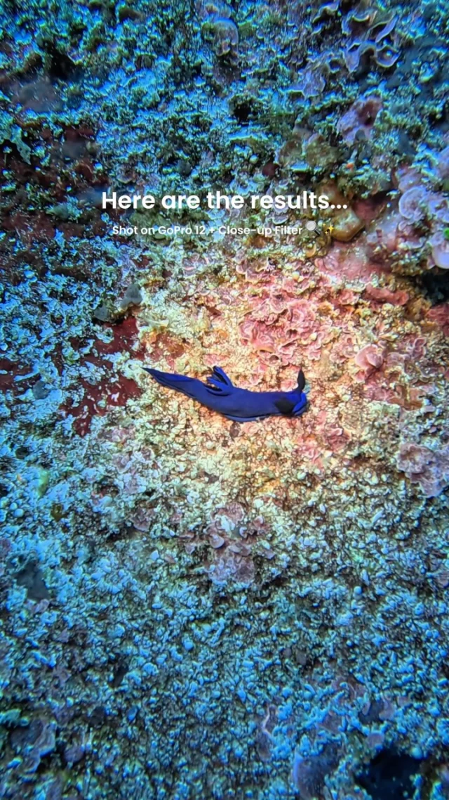 The secret? A little close-up filter on your action cam 🔍✨
Get close, stay steady, and you can capture some pretty amazing nudibranch footage.
.
#underwatervideo #underwatermacro #macrolife #goprounderwater #nudibranch