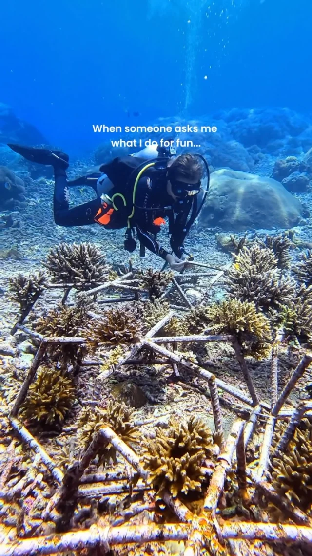 Turns out, having fun can also mean giving something back to the ocean🪸🐠
.
Want to do more than just dive? Join our Marine Conservation Course and learn more about the ocean, marine conservation, and how you can help protect it. 🪸💙
.
#marineconservation #coralrestoration #coralreef #coralplanting #sealover