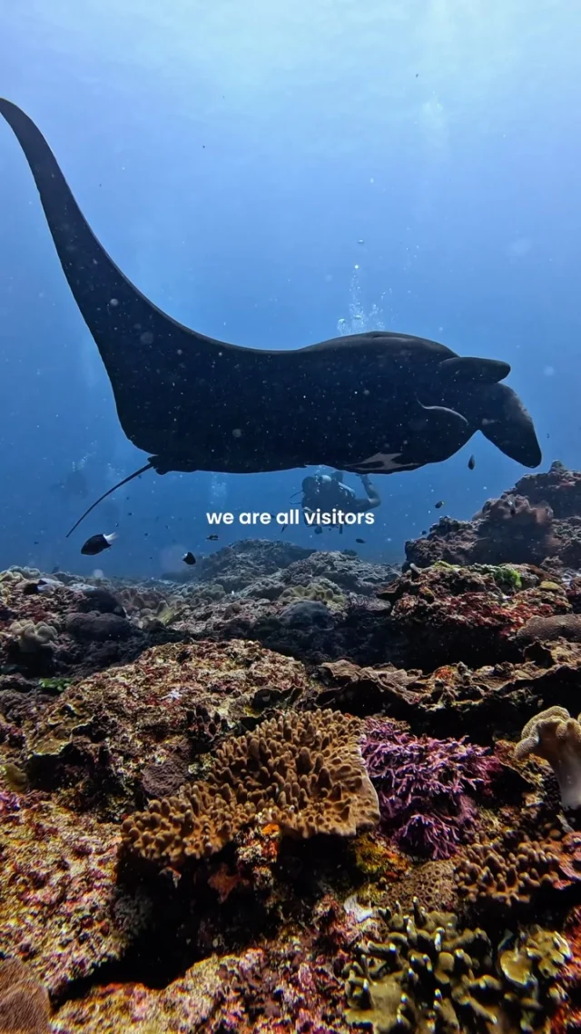 We’re visitors here. The ocean is home to so much more than us🐠🌊
.
#oceanlover #ocean #seaadventure #divinglife #seaaddict